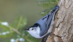 White-breasted nuthatch, Greeting card image