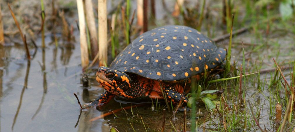 Spotted turtle, Endangered species