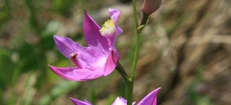 Tuberous Grass Pink (Calopogon tuberosus) at H.N. Crossley Nature Reserve