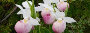 Showy lady's slipper orchids