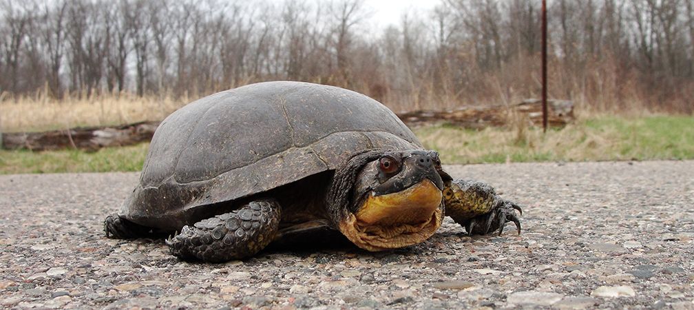 Blanding's turtle, Species At Risk listed as Threatened in Ontario