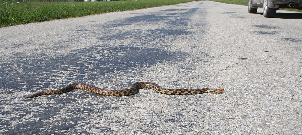 Eastern fox snake on the road