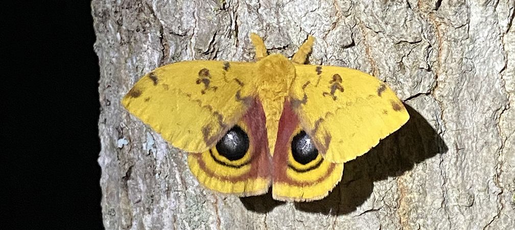Io moth, Gananoque Lake Nature Reserve