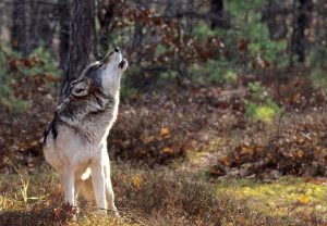 Howling grey wolf, northern forest
