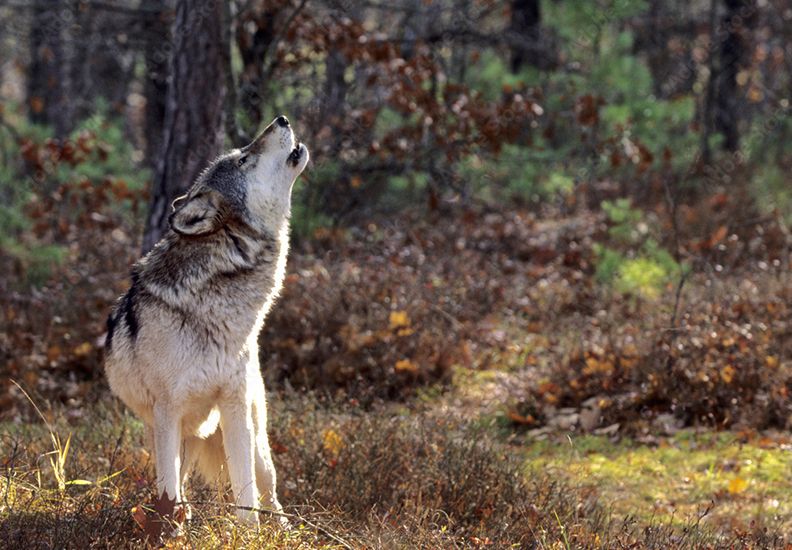 Howling Grey Wolf_AdobeStock_splitrow - Ontario Nature