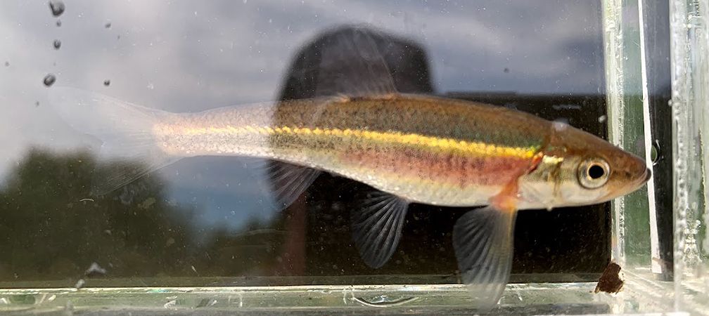 Redside dace, endangered, species at risk, fish, Ontario