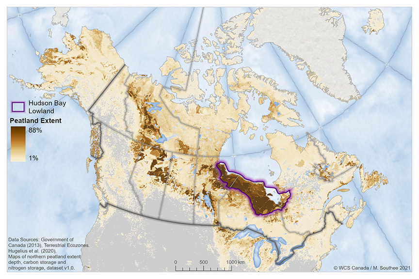 Map showing peatlands in Canada obtained from WCS Canada Northern Peatlands Story Map.