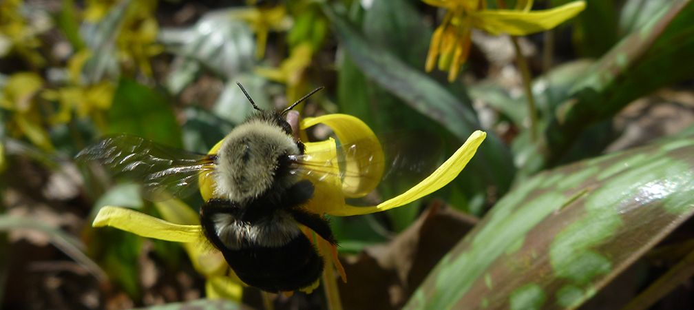 A common Eastern bumble bee queen visits a Trout Lilly flower. Spring and fall observations are extremely important and an area where BBW users can really help