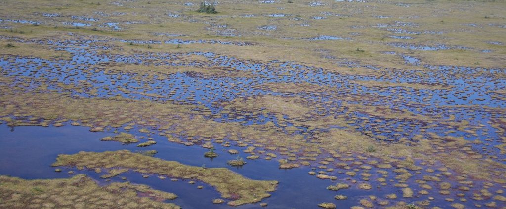 James Bay peatlands, peat, sphagnum, peatlands, carbon sequestration, permafrost