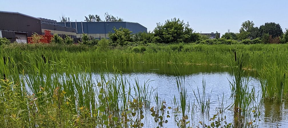 Rosedale Park, Whitby, warehouses and wetlands