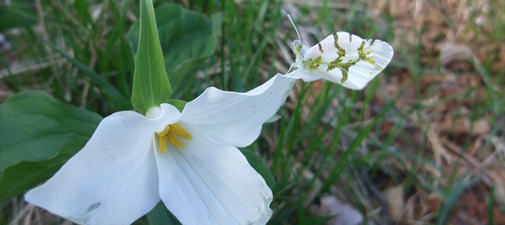 Close up of an Olympia marble butterfly perched on a white trillium