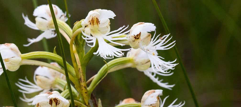 This endangered eastern prairie fringed-orchid is found only in a handful of sites in Canada - all in southern Ontario. Because of its rarity, virtually all of the places where this plant remains will become KBAs