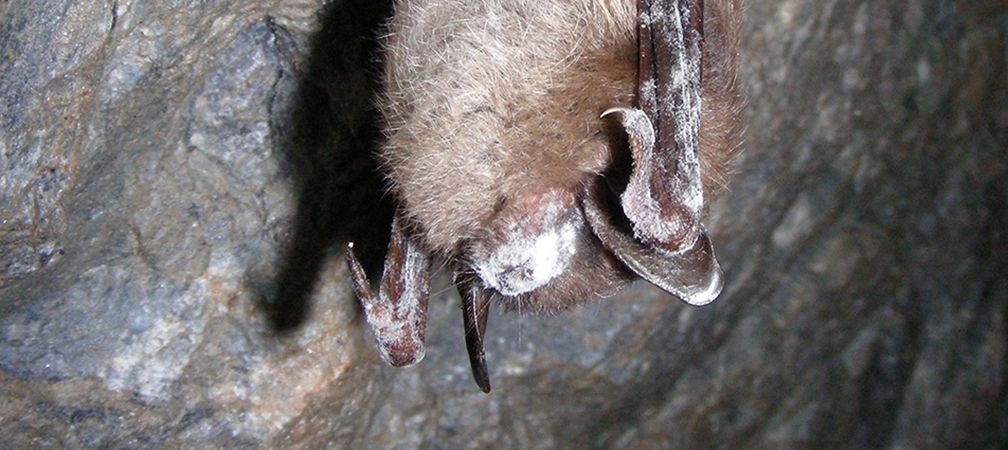 A little brown myotis (Myotis lucifugus) infected with White Nose Syndrome