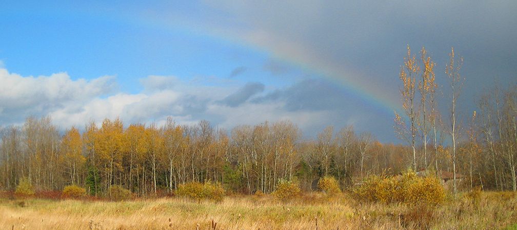 Greenbelt rainbow, forest and meadow 