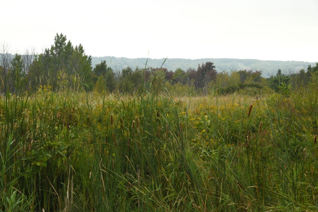 Silver Creek wetland complex near Collingwood, which is currently threatened by multiple development proposals