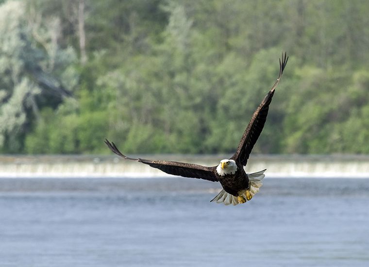 Bald eagle, Grand River