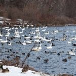 LaSalle Park Burlington, trumpeter swans and ducks