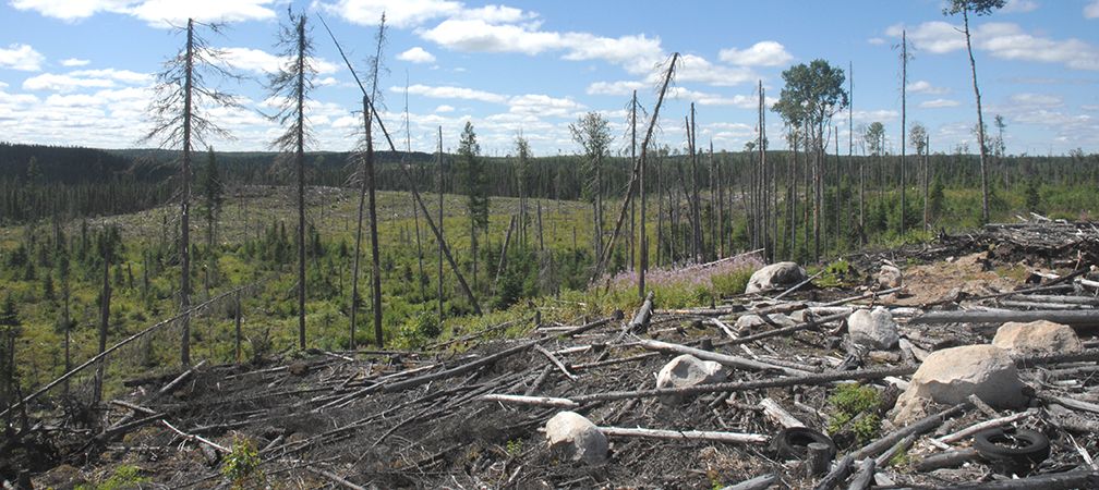 Landscape of forestry impacts