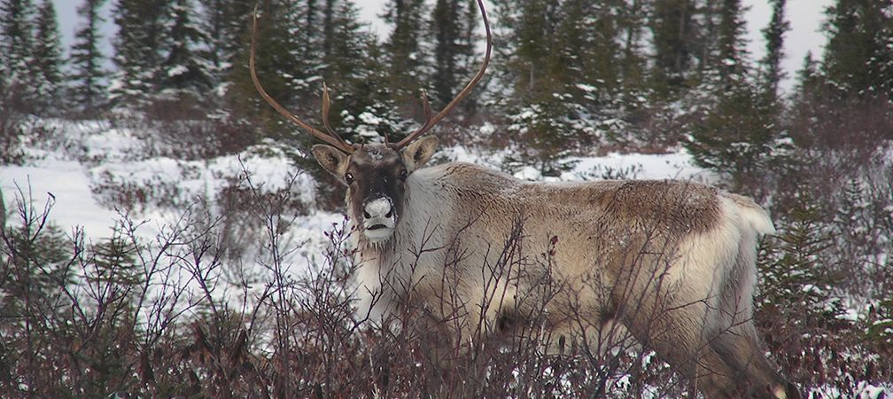 Boreal caribou, Species at risk
