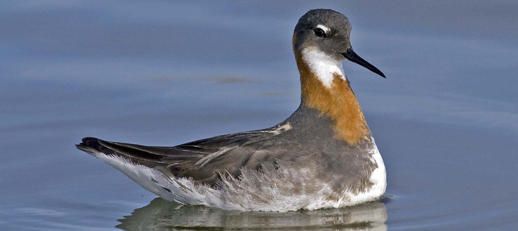 Close up of a red-necked phalarope, a Species at Risk