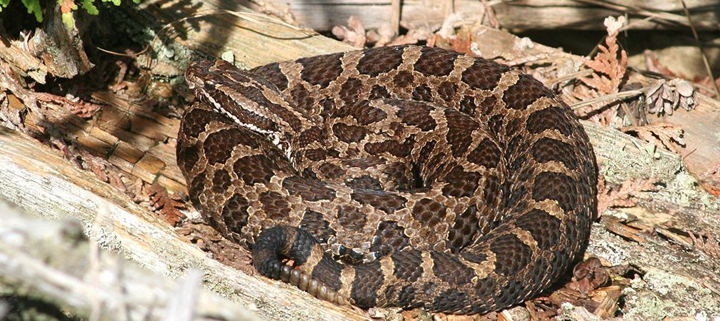 Massasauga rattlesnake, Species at risk in Ontario