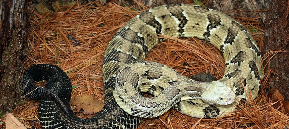 Timber rattlesnake, Extirpated from Ontario