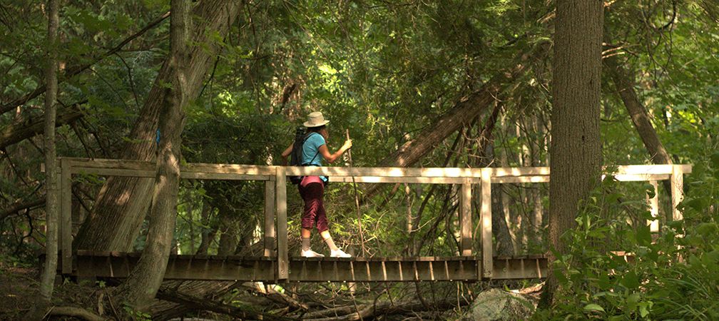Hiker on a wooden bridge at Willoughby Nature Reserve
