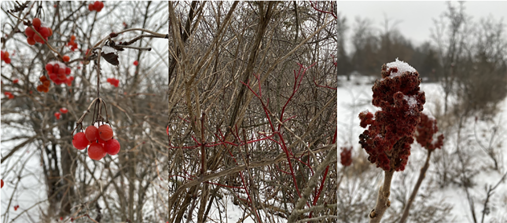 American cranberry bush, red osier dogwood and Staghorn sumac all in winter time