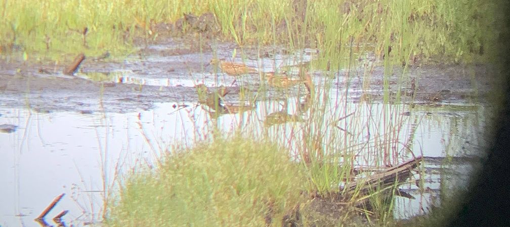Least sandpipers in wetlands at Black Bay Peninsula