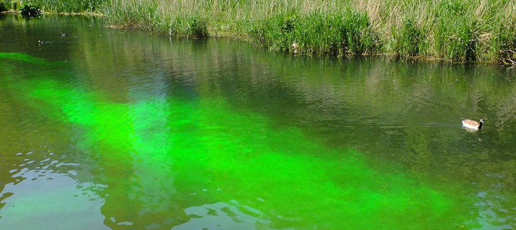 Dyed, polluted river with wildlife