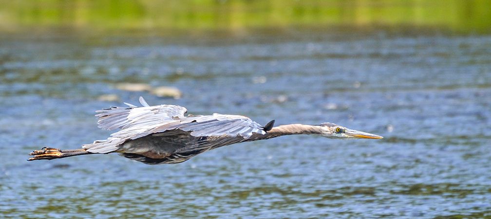 Great blue heron in flight in wetland