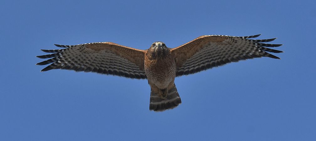 A red-shouldered hawk flying