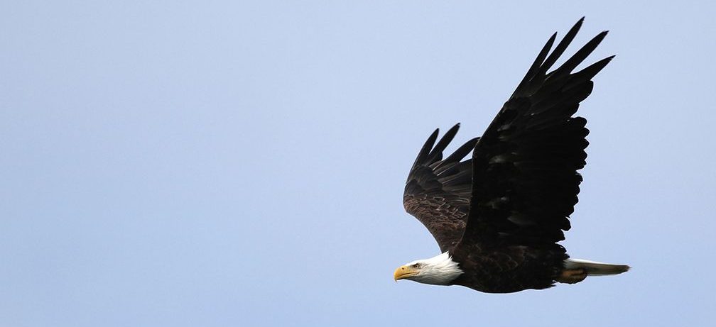 Bald eagle Photo: Yousif Attia, Birds Canada