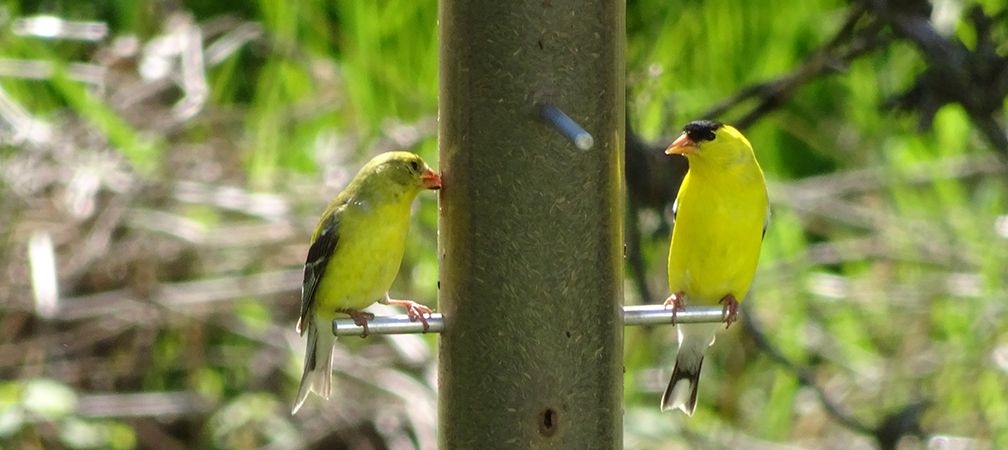 American goldfinches at feeder, male and female