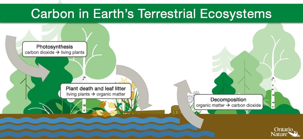 Carbon in Earth's Terrestrial Ecosystems infographic