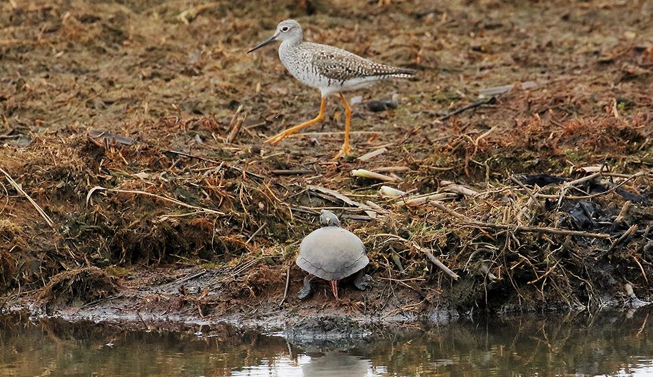 Greater yellowlegs and midland painted turtle in wetland