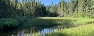 Hicks Lake, boreal wetland