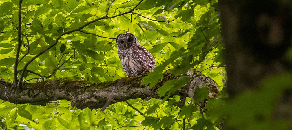 Barred owl, Gananoque Lake Nature Reserve