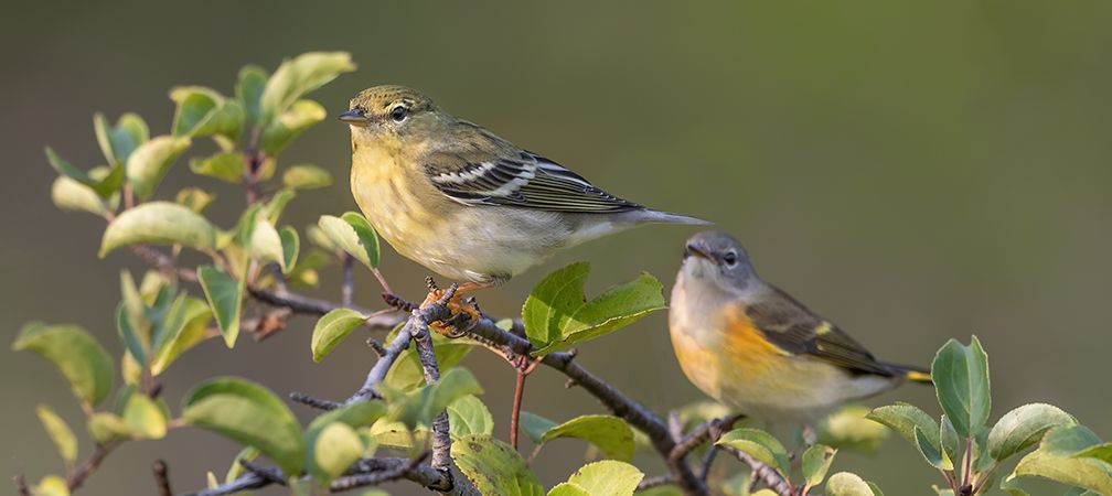 Blackpoll and American redstart warblers