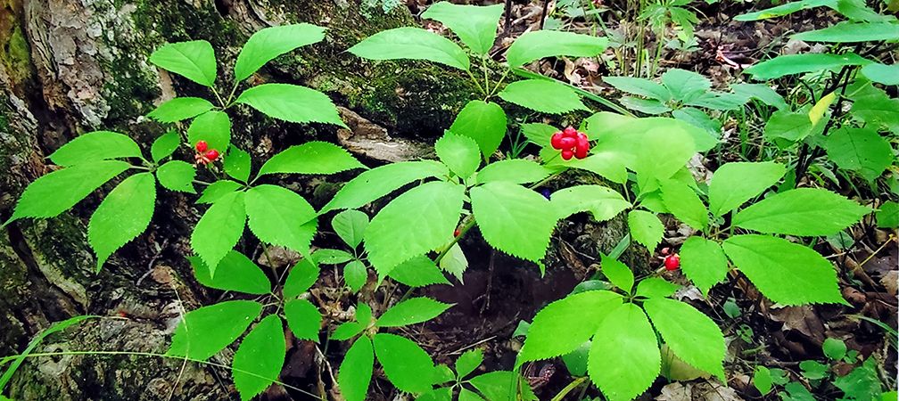 American ginseng, species at risk
