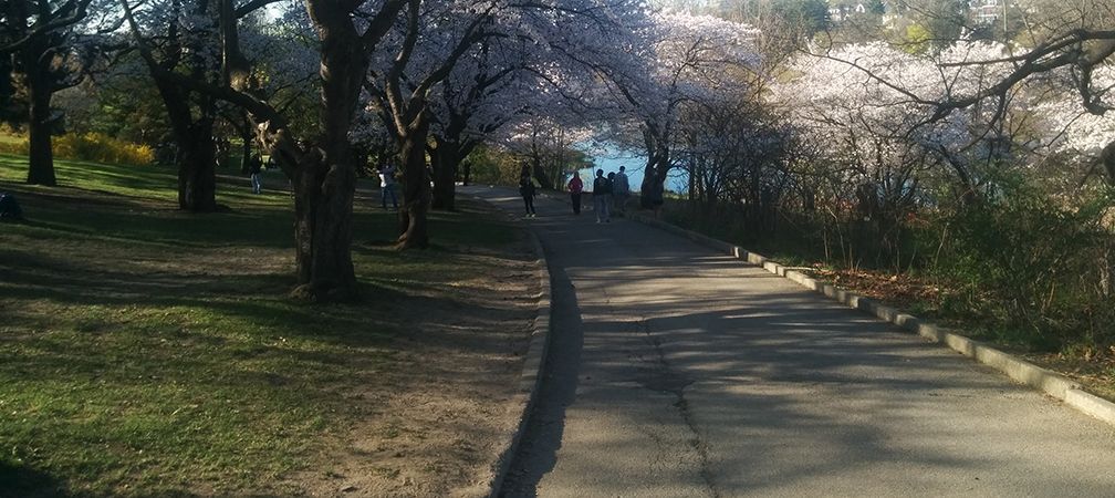 High Park cherry trees and Grenadier Pond