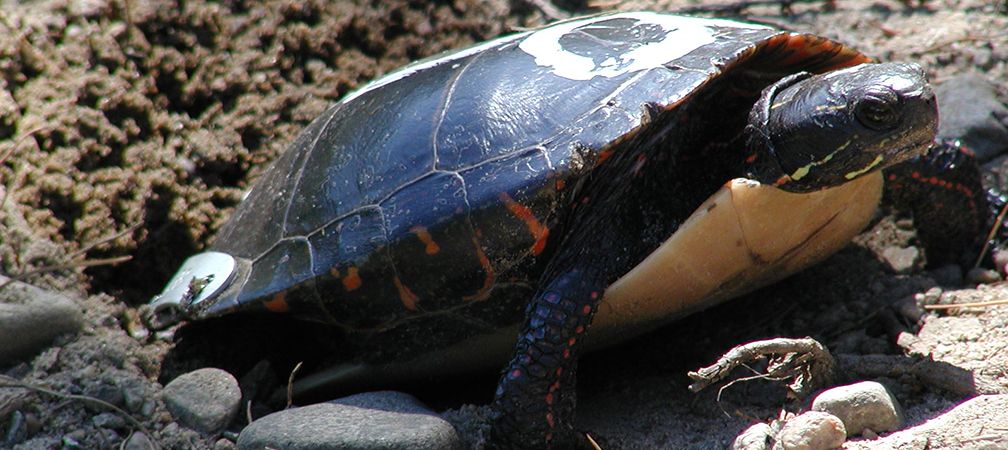 Midland painted turtle laying eggs, nesting, population study