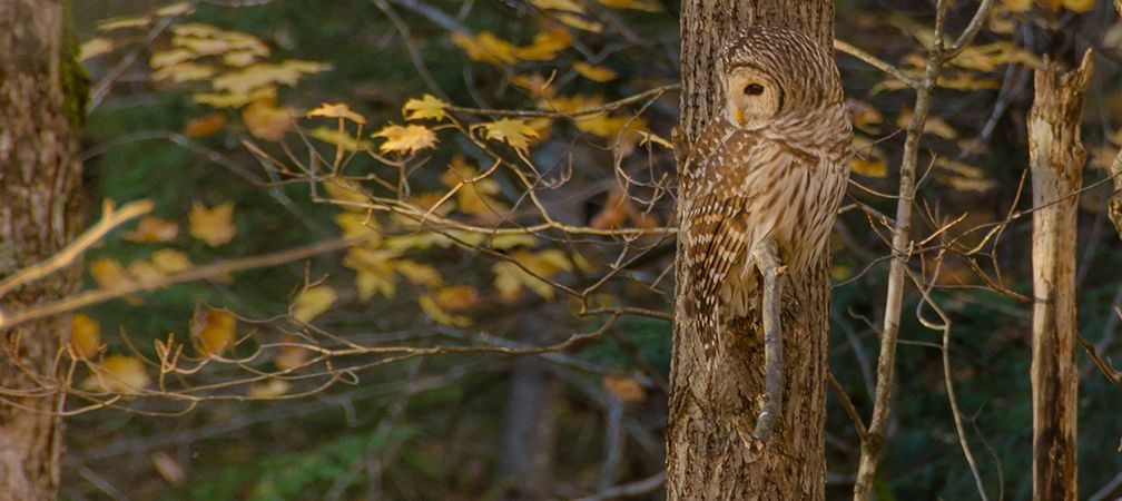 Barred owl, Silent Lake Provincial Park