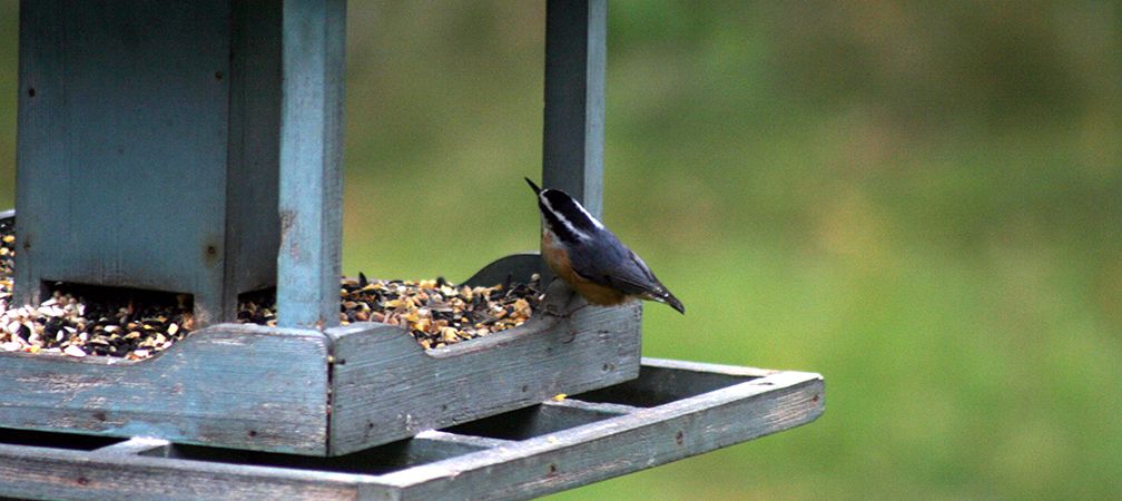 Red-breasted nuthatch at a bird feeder