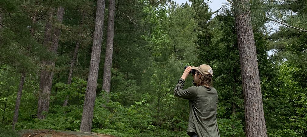 Bird watching at Wolf Lake, red pines