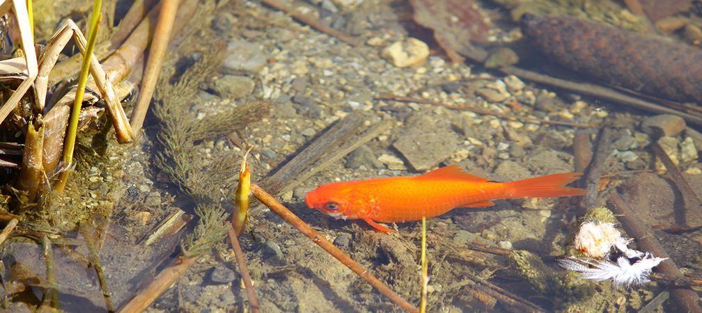 Goldfish, invasive species