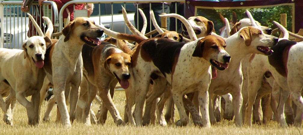 pack of hounds