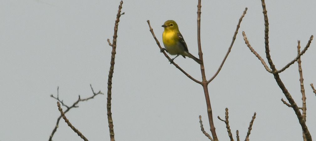Yellow-throated vireo, songbird, biodiversity