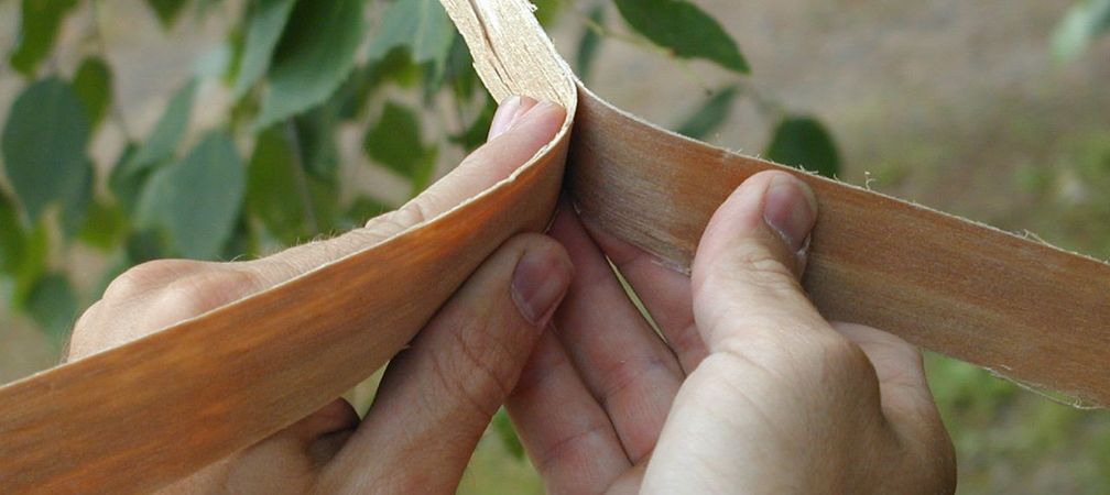 Indigenous person splitting a black ash strip, First Nations traditional knowledge, Indigenous craft