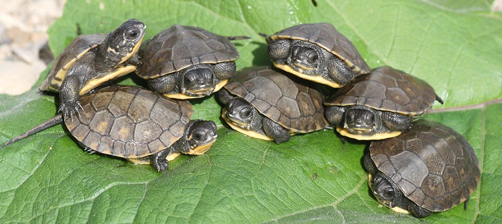 Blanding's turtle hatchlings